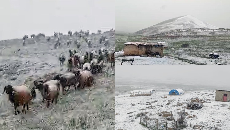 Sürüler kara yakalandı: Faraşin Yaylası beyaza büründü