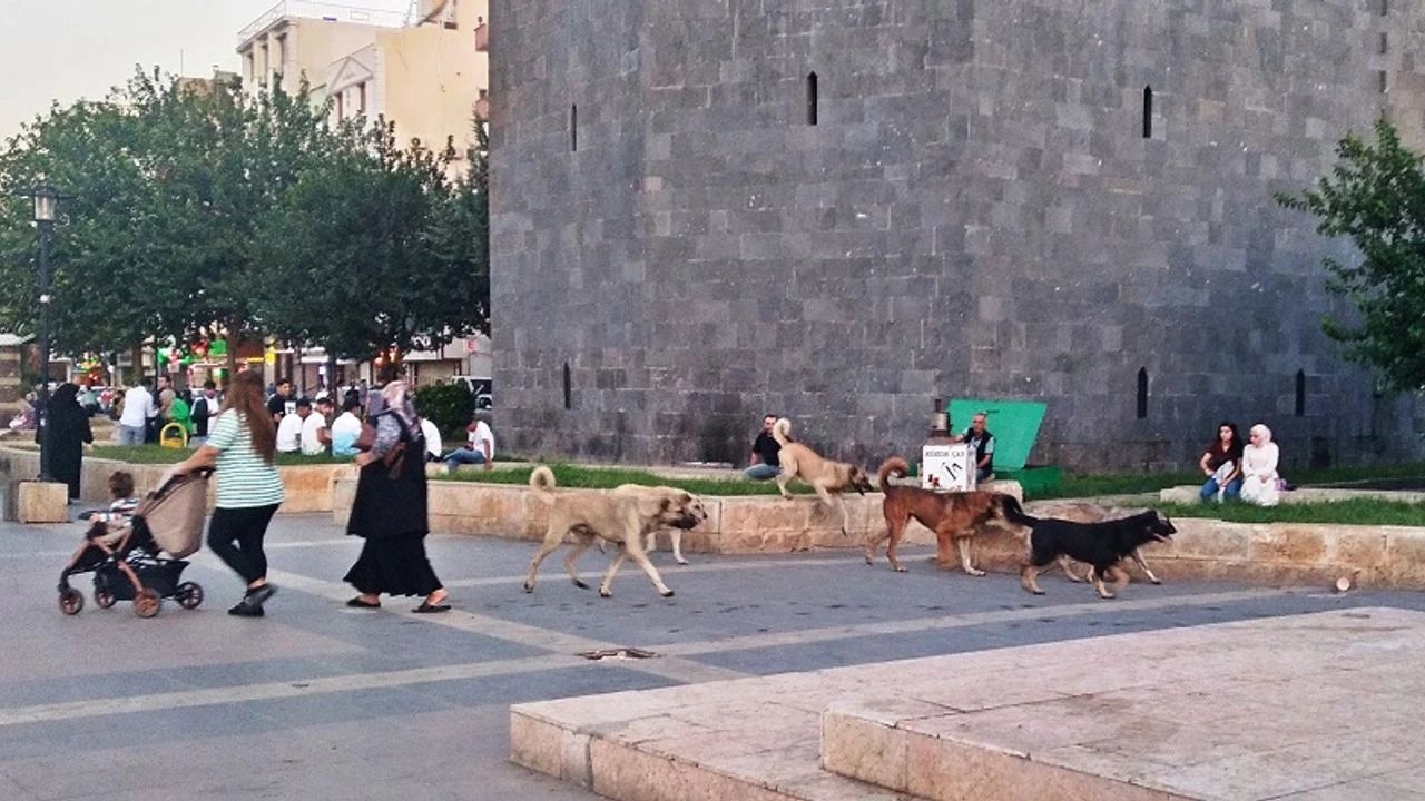 Diyarbakır’da sokak hayvanları için özel birim kuruldu