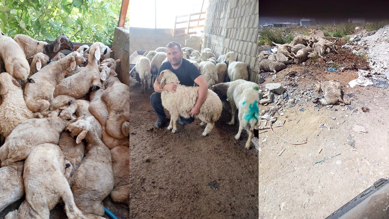 Köpek sürüsü çiftliğe saldırdı: Yüzlerce hayvan telef oldu