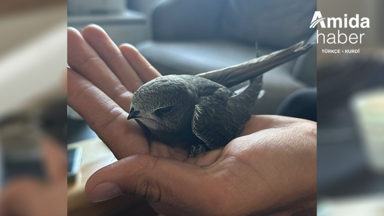Diyarbakır’da nadir görülen yavru ebabil kuşu bulundu