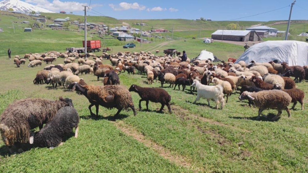 VİDEO | Koyunların kuzularla buluşma şöleni