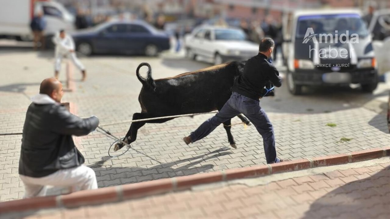 Diyarbakır’da kaçan hayvanları yakalama ekipleri kuruldu