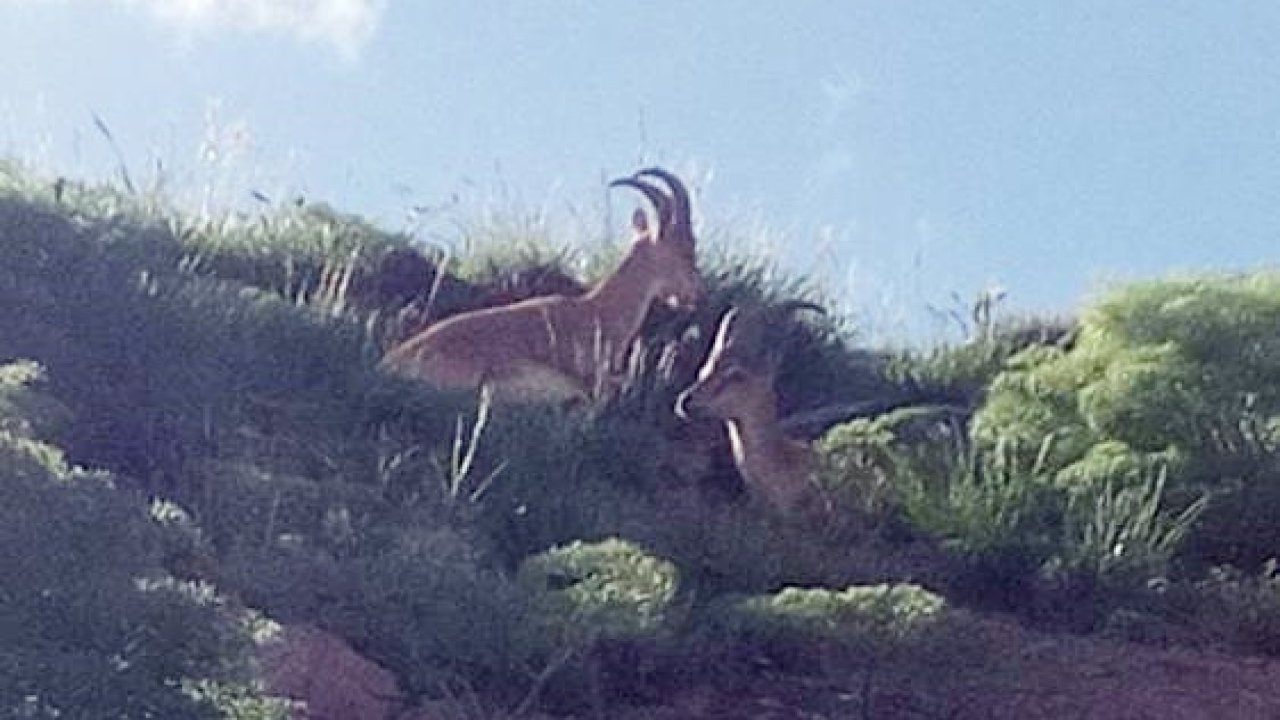 VİDEO HABER - Dağ keçileri kayak merkezinde cirit attı