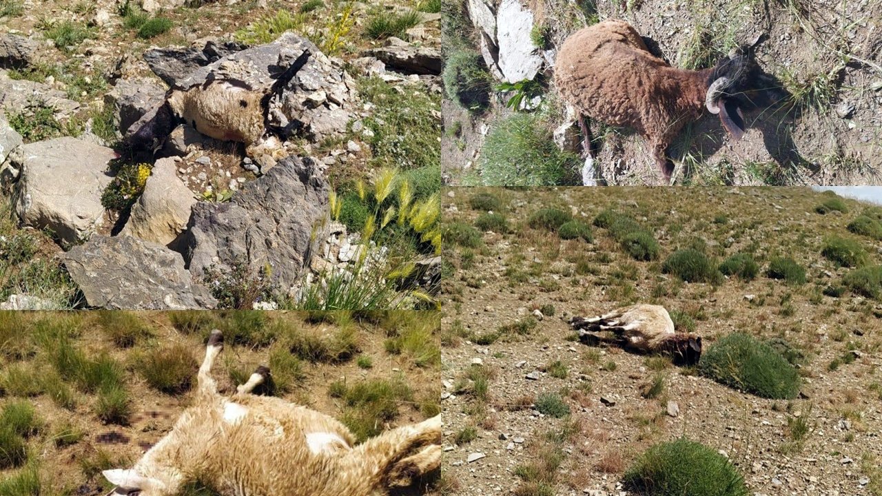 Koyun sürüsüne saldıran kurtlar dehşet saçtı
