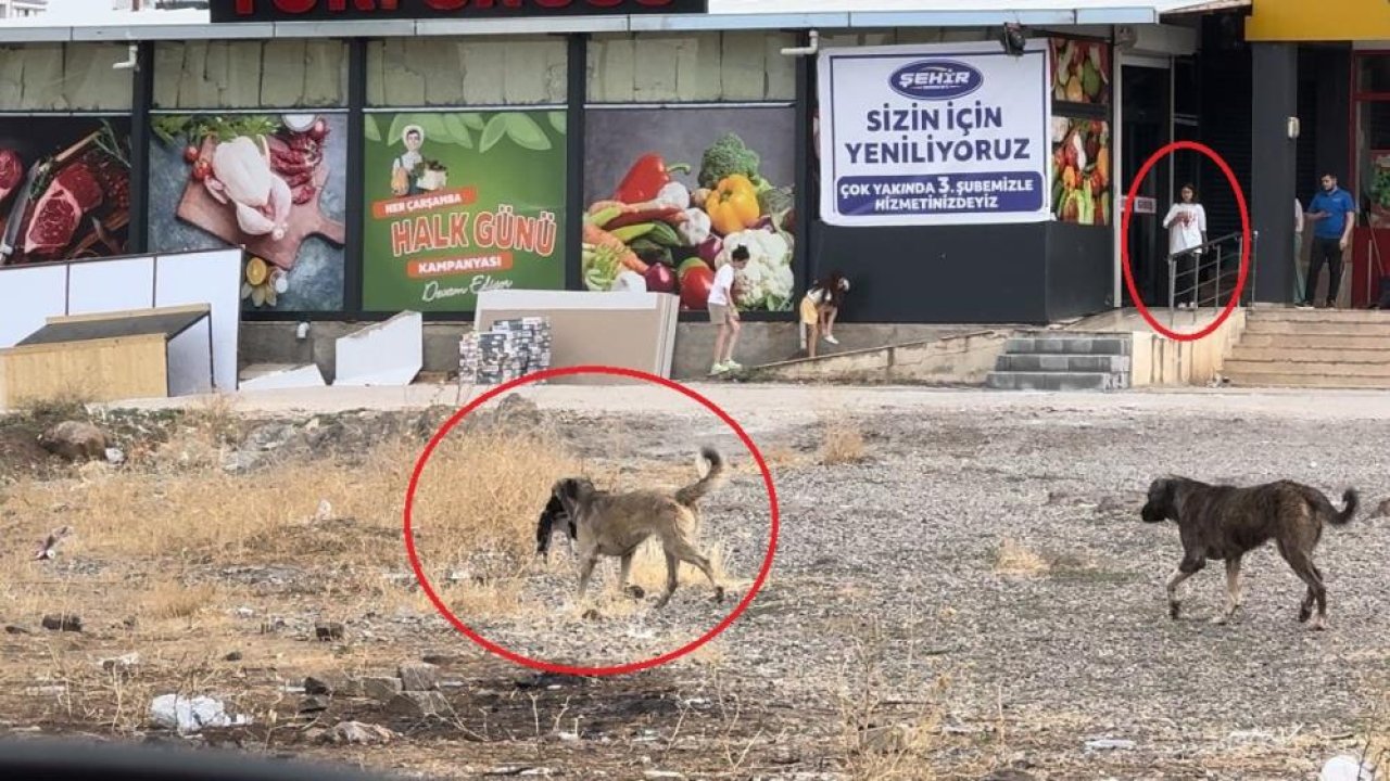 Diyarbakır'da köpekler parçaladıkları kediyi yemek için yer aradı