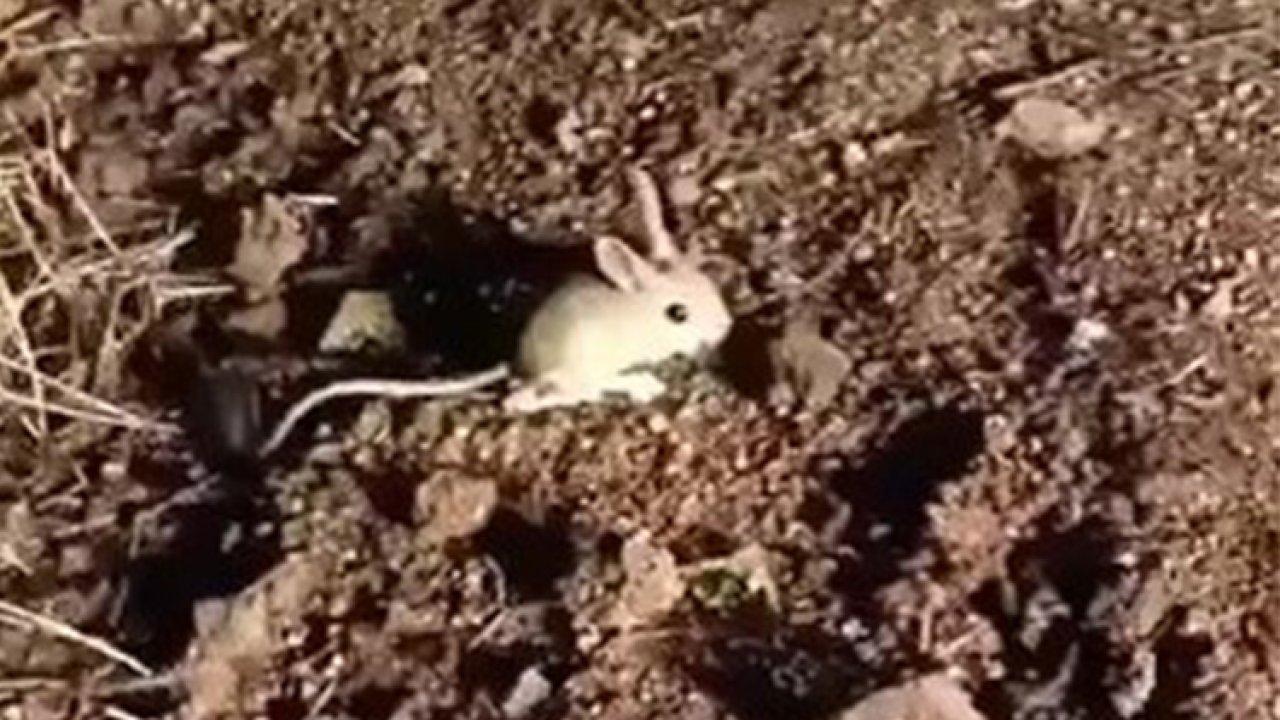 VİDEO- Elazığ’da nesli tükenme tehlikesi altındaki Arap Tavşanı görüntülendi