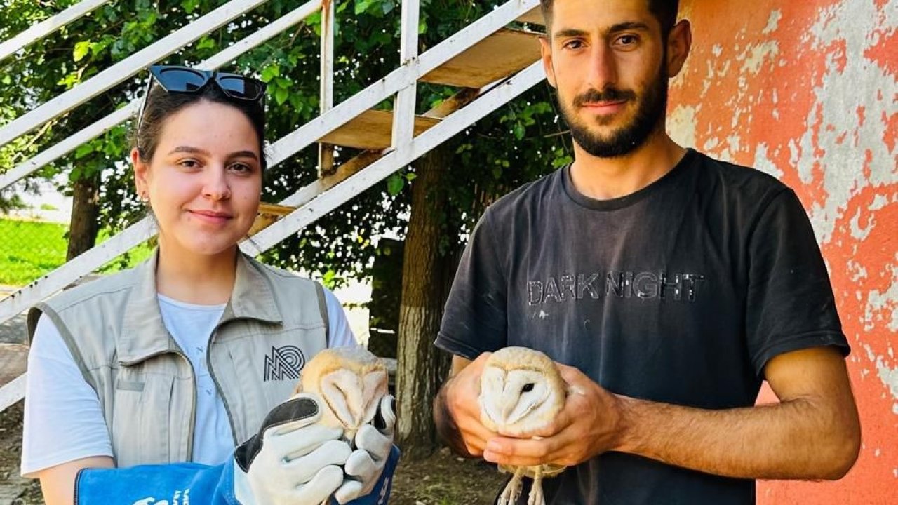 Şırnak’ta Peçeli baykuşlar tedavilerinin ardından doğaya salındı