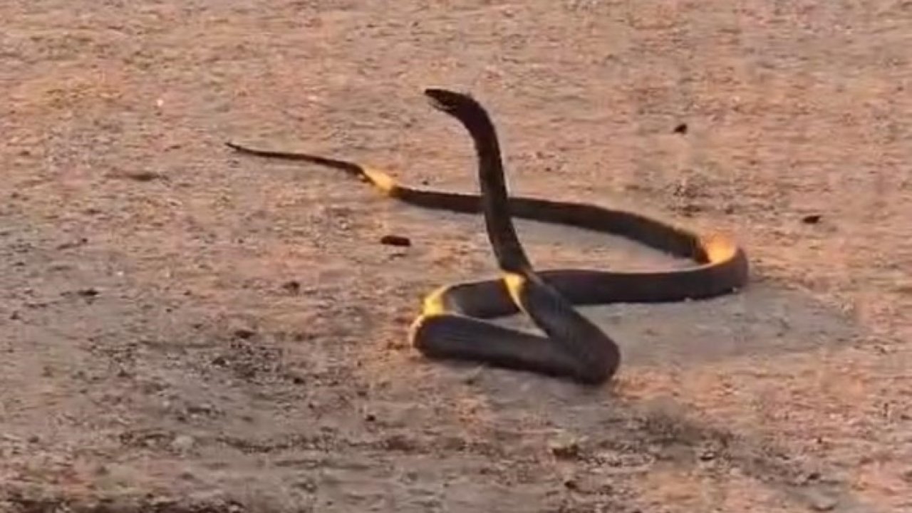 Diyarbakır’da 2 metre uzunluğunda yılanlar görüldü