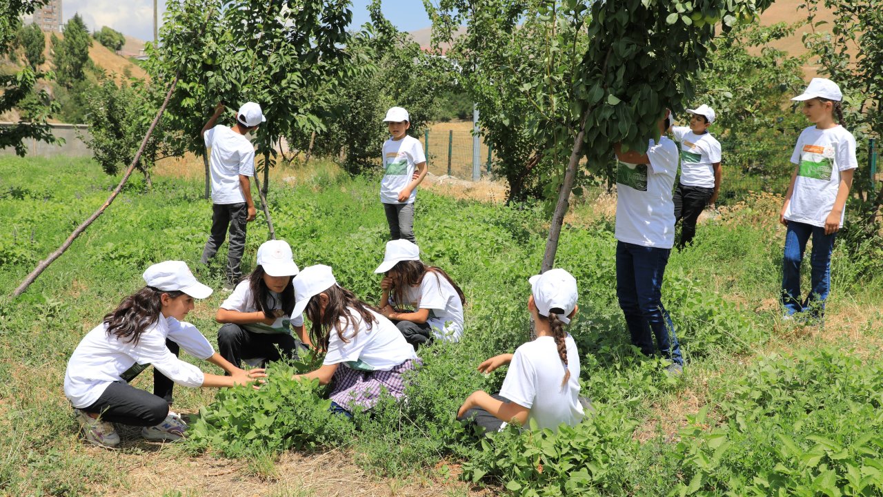 Bitlis Valisi domates topladı