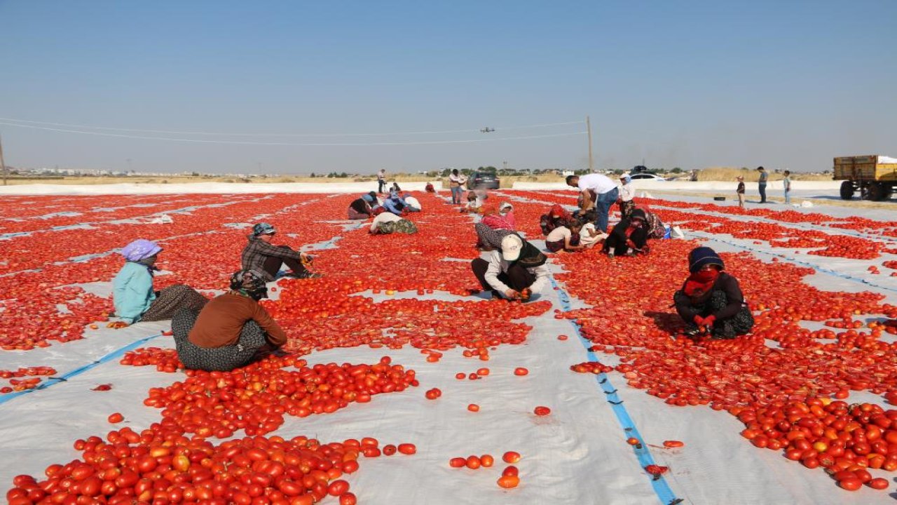Diyarbakır’da kavurucu güneşin altında kurutmalık domates mesaisi başladı