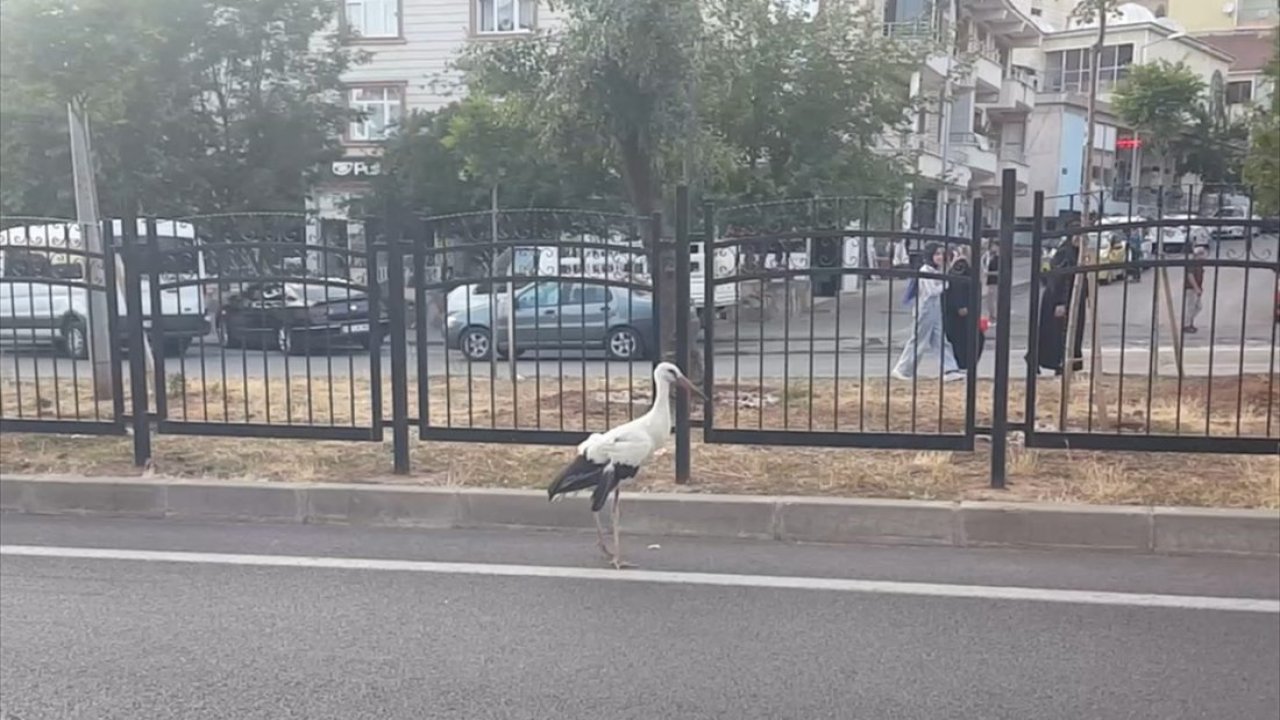 Yaralı bulunan leylek tedavi altına alındı