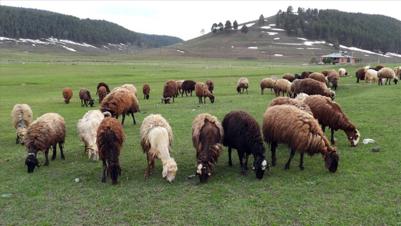 Koyun sürüsüne silahlı saldırı