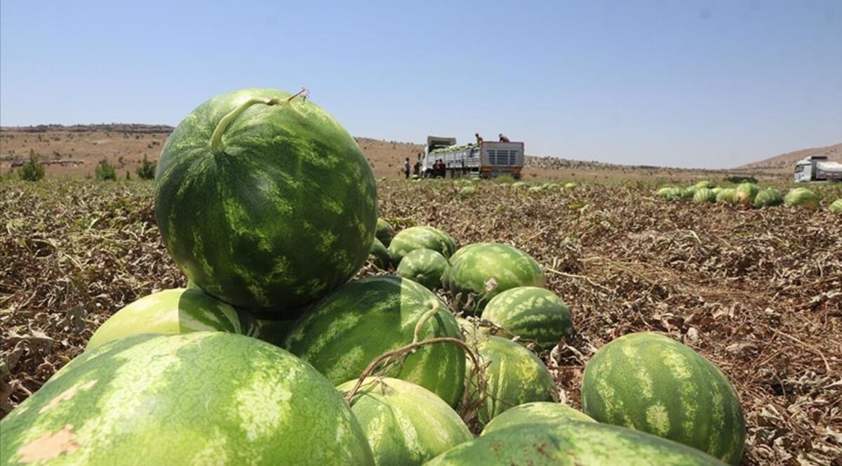 Diyarbakır karpuzu nasıl yetişir