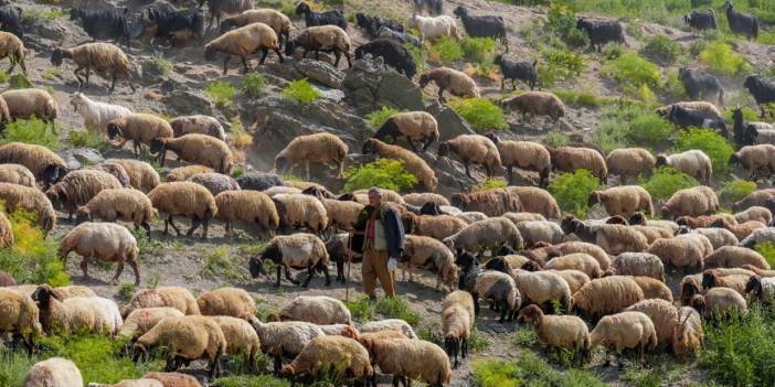 400 bin küçükbaş hayvan Faraşin yaylasında