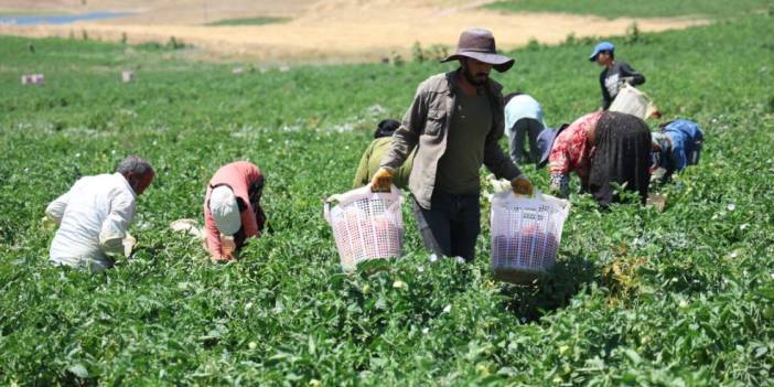 Mevsimlik işçilerin sıcak altında ekmek mücadelesi