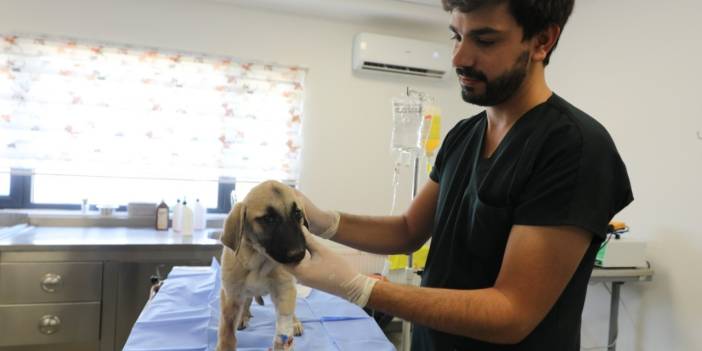 Diyarbakır'da ölümcül hastalıktan kurtulan köpek tedaviye alındı