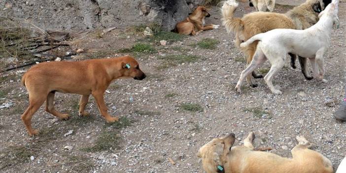 Sokak köpekleri başka köpeğe saldırdı