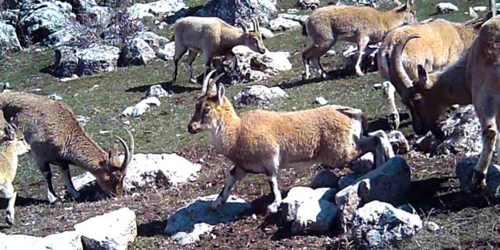 Erzincan’da yaban keçileri sürü halinde görüntülendi