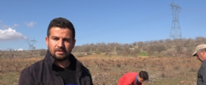 Bağ budamada dikkat edilmesi gerekenler neler?