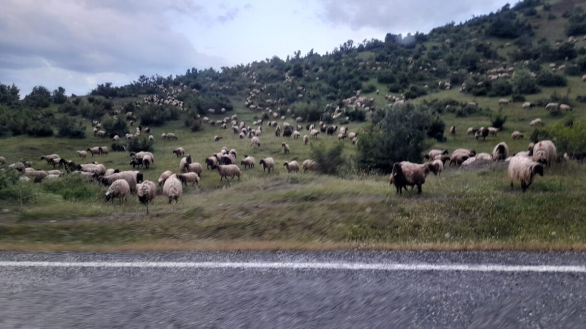 Yayla yolculuğundaki besiciler Kulp'a vardı