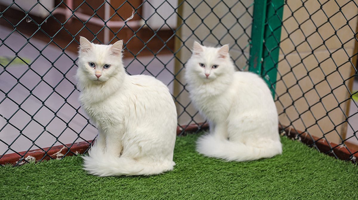 kedi-van.jpg