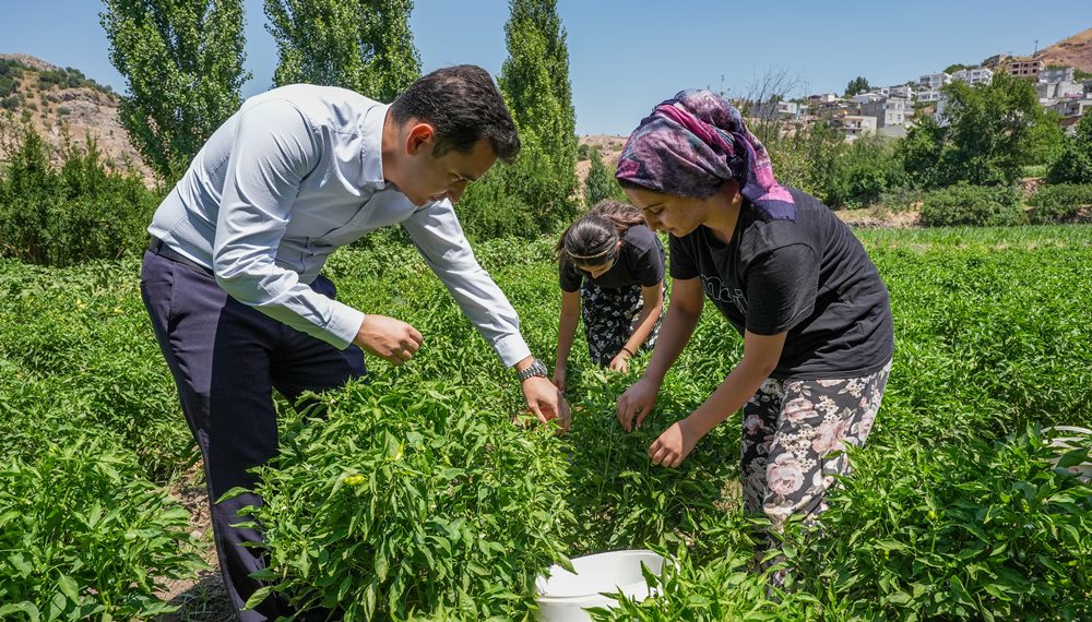 diyarbakir-cermik-biberi.jpg